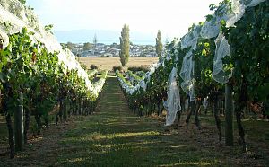 Vineyard - Harvest